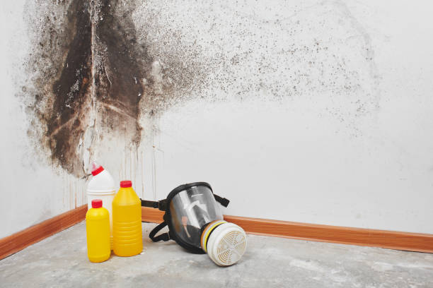 Best Black Mold Removal  in Kalona, IA