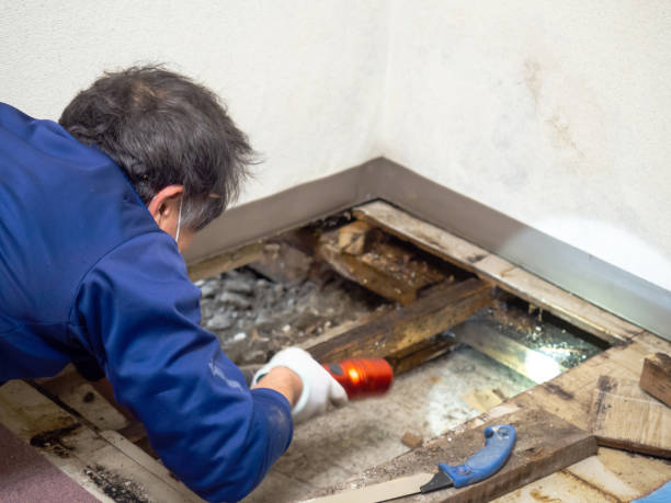 Trusted Kalona, IA Mold Removal Experts