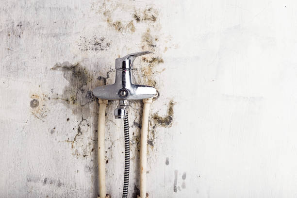Best Mold Remediation  in Kalona, IA