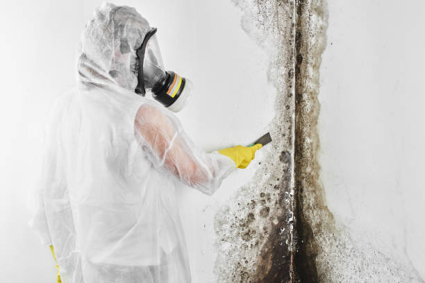 Best Toxic Mold Removal  in Kalona, IA