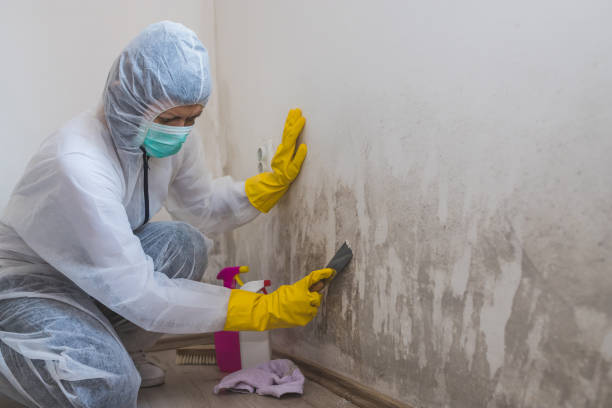 Best Attic Mold Removal  in Kalona, IA
