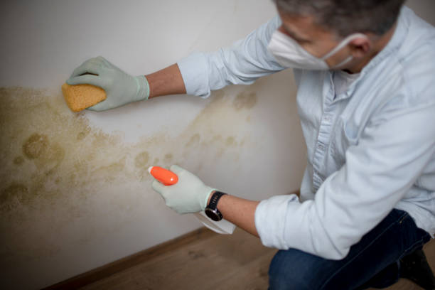 Best Professional Mold Removal  in Kalona, IA