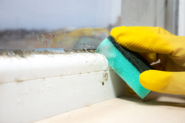 Best Residential Mold Removal  in Kalona, IA