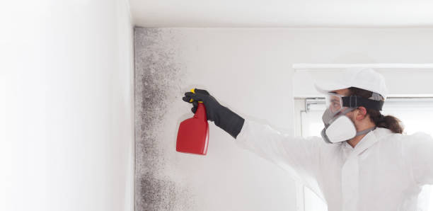 Best Emergency Mold Removal  in Kalona, IA