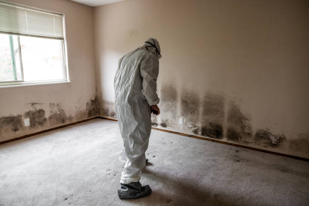 Best Mold Cleaning Services  in Kalona, IA