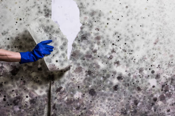 Office Mold Removal Services in Kalona, IA