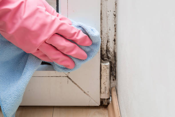 Best Mold Removal Process  in Kalona, IA
