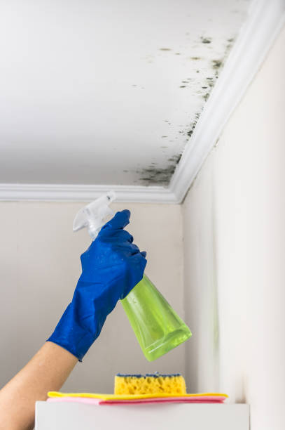 Certified Mold Removal in Kalona, IA