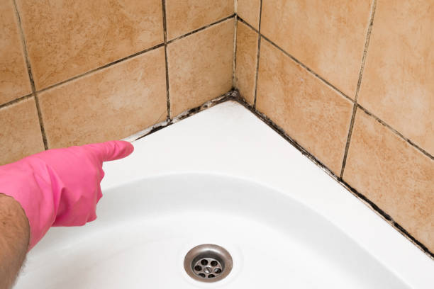 Best Mold Damage Repair  in Kalona, IA