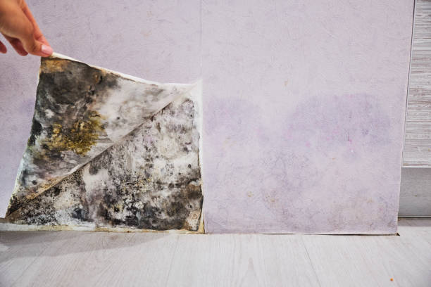 Best Same-Day Mold Removal  in Kalona, IA